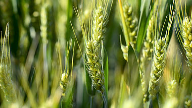 实拍正在生长的小麦麦穗视频的预览图