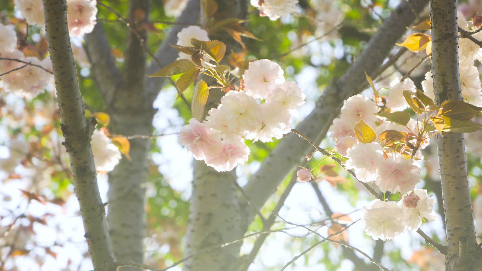 4K实拍春天风景唯美阳光下的樱花视频的预览图