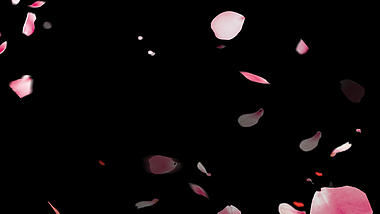 唯美桃花花瓣随风飘落装饰视频的预览图