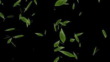 大自然春天绿茶茶叶飘散转场视频的预览图