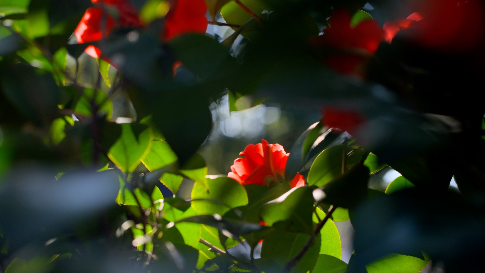 春天阳光下的绿叶茶花实拍视频1080视频的预览图