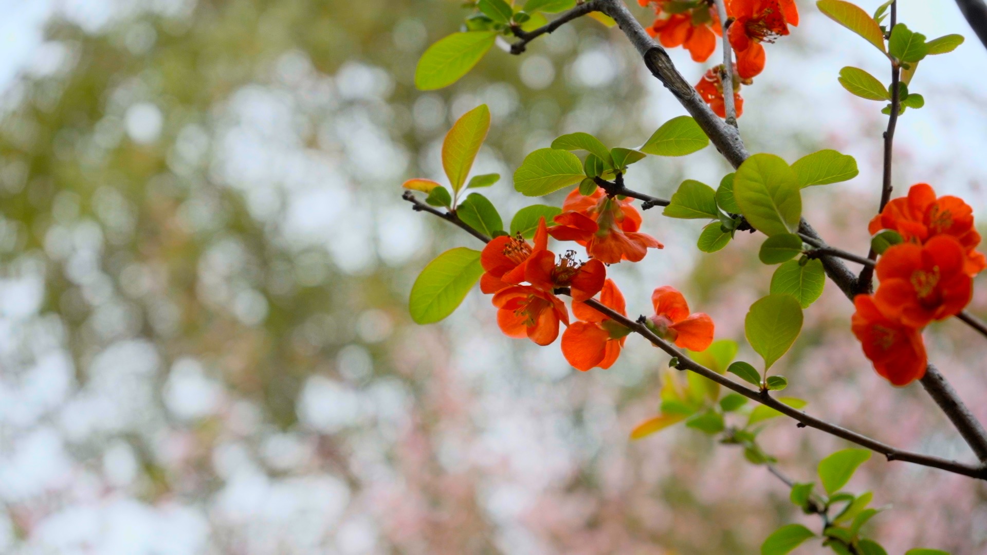 春天光影里摇曳的花朵实拍视频1080视频的预览图