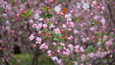 春天海棠花自然风景实拍视频1080视频的预览图